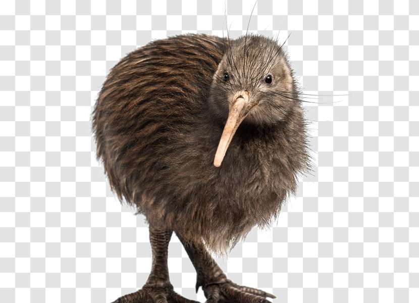 Flightless Bird Southern Brown Kiwi Great Spotted Little - Emu - Holocene Animal Zealand Transparent PNG