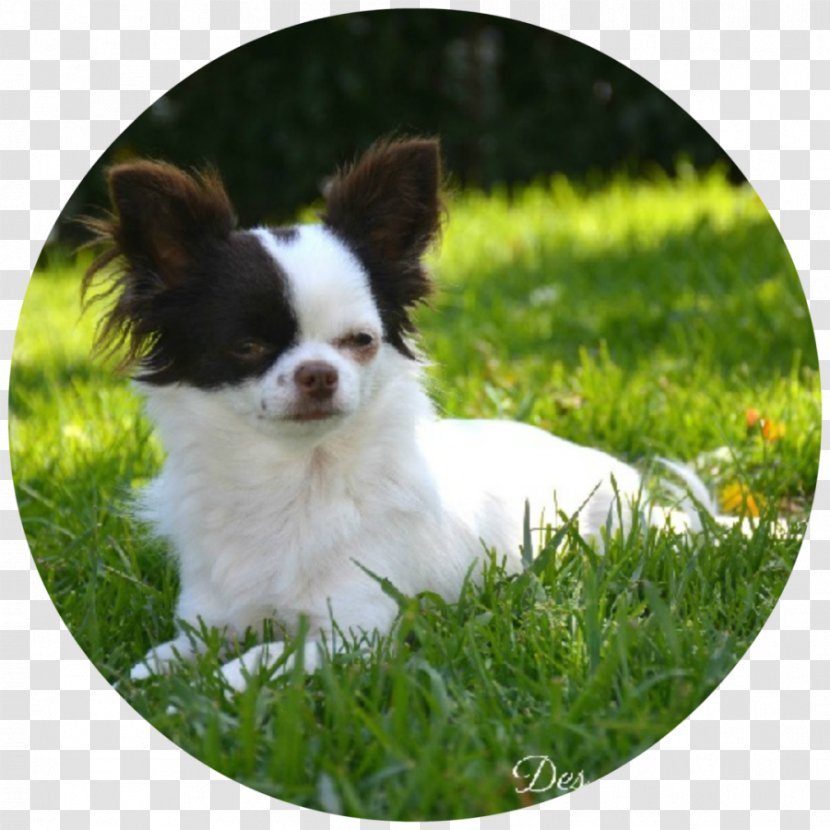 Chihuahua Phalène Puppy Papillon Dog Breed Transparent PNG
