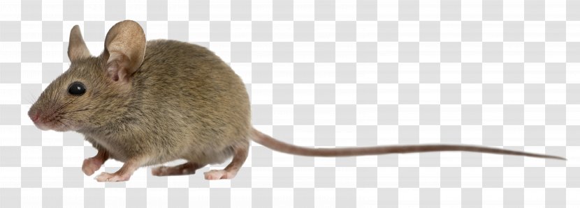 Computer Mouse Rat Photography - Muroidea Transparent PNG