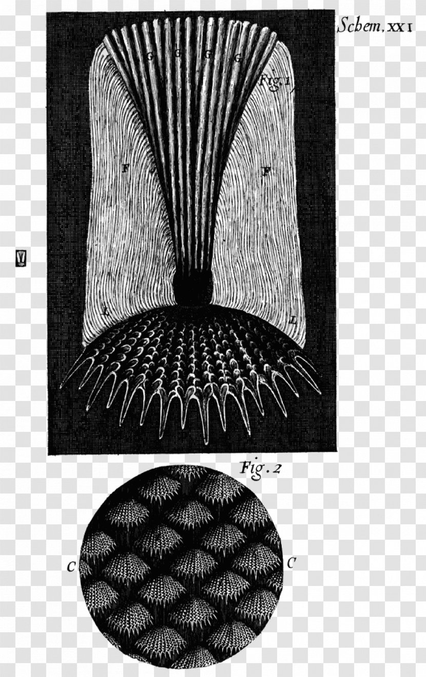 Micrographia Microscope Science Image Book - Microscopy Transparent PNG