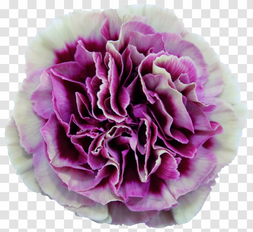 Carnation Centifolia Roses Cut Flowers Dianthus Chinensis Plant - Mother S Day - Red Transparent PNG