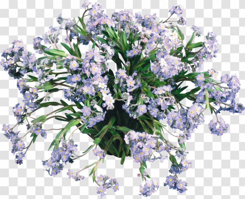 Scorpion Grasses Flower Desktop Wallpaper Daffodil English Lavender - 103 Transparent PNG