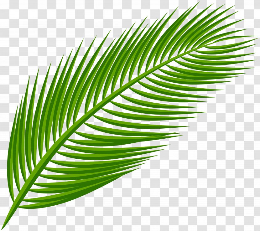Arecaceae Leaf Clip Art - Green - Palm Transparent Image Transparent PNG