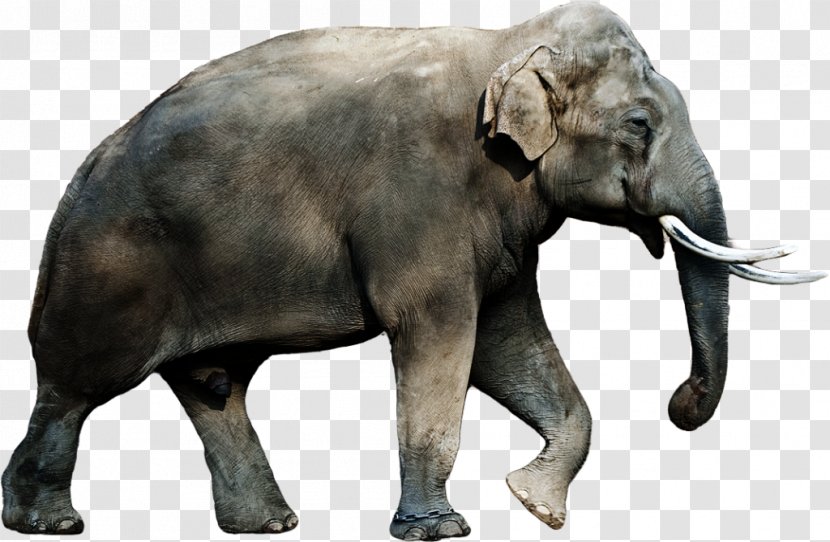 African Bush Elephant Indian Forest - Fauna Transparent PNG