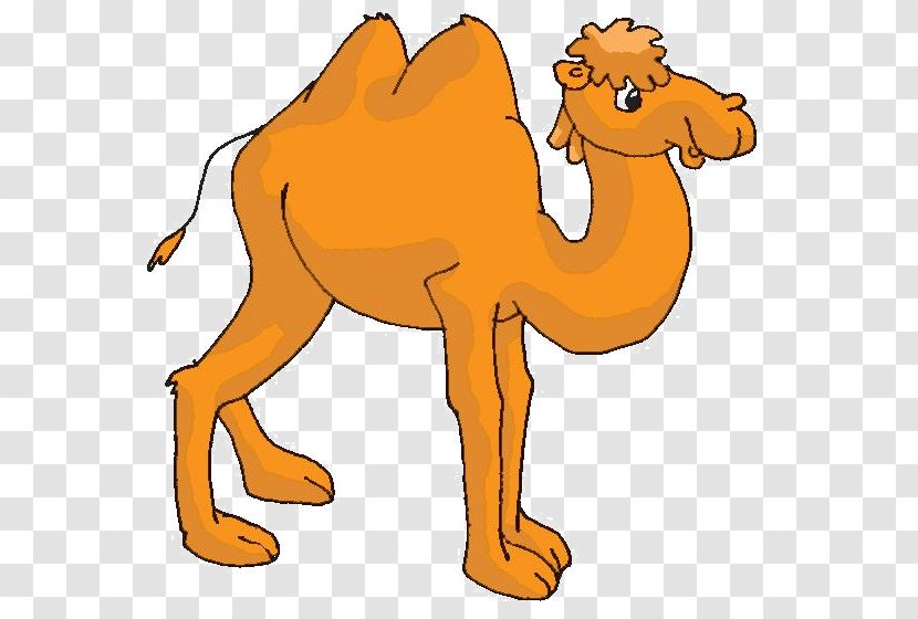 Dromedary Bactrian Camel Animal Сорочьи сказки Fairy Tale - Lion Transparent PNG