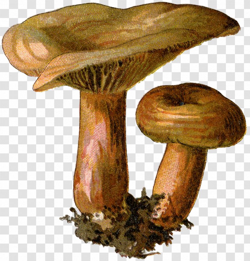 Edible Mushroom Fungus Botanical Illustration Mycology - Russula Integra - Mushrooms Transparent PNG