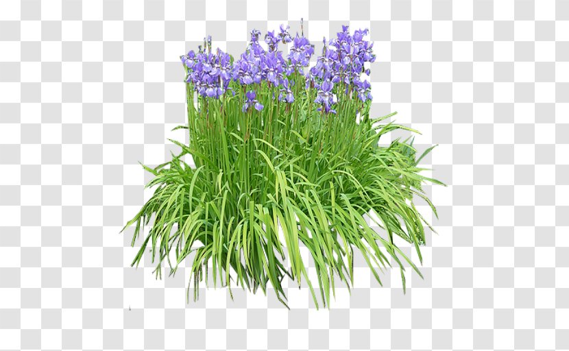 English Lavender Iris Pseudacorus Plant Shrub Orchids - Tree - Flower Transparent PNG