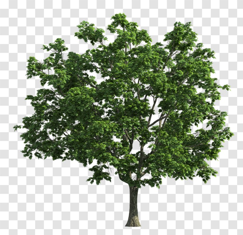Tree Green - Branch Transparent PNG