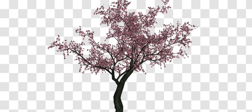 Tree Vector Graphics Design Twig - Woody Plant Transparent PNG