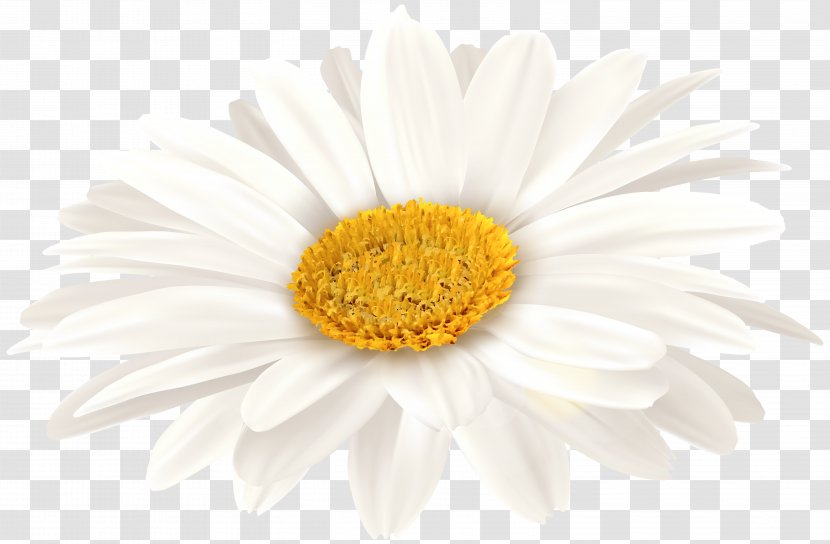 Oxeye Daisy Transvaal Chrysanthemum Floristry Petal - Gerbera - White Clip Art Image Transparent PNG
