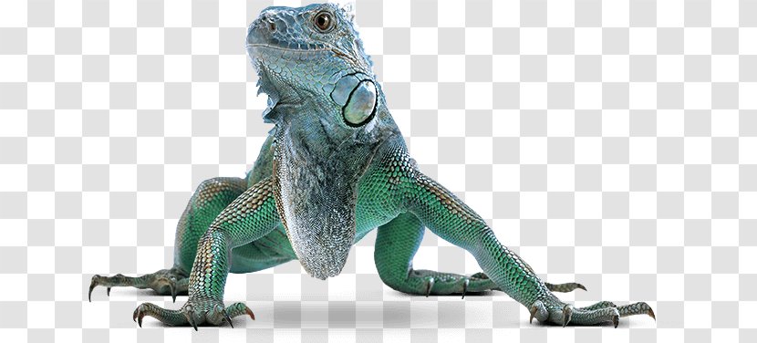 Common Iguanas Green Iguana Lizard Iguanomorpha Stock Photography - Iguania Transparent PNG