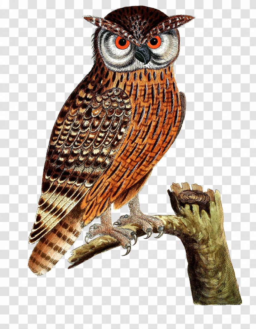 Great Horned Owl Bird Of Prey Eurasian Eagle-owl Transparent PNG
