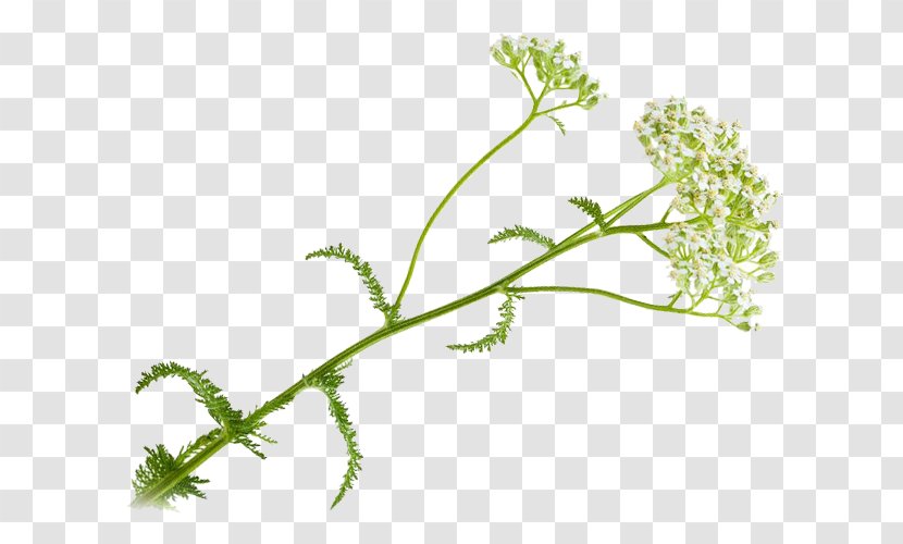 Leaf Vegetable Grasses Herbalism - Plant Stem Transparent PNG