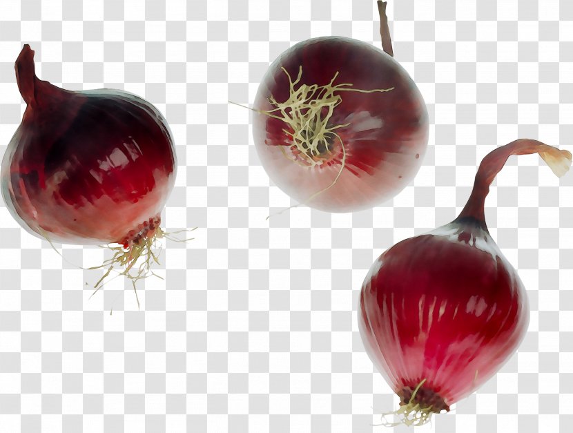 Yellow Onion Shallots Beetroots Food Red - Photography - Radish Transparent PNG