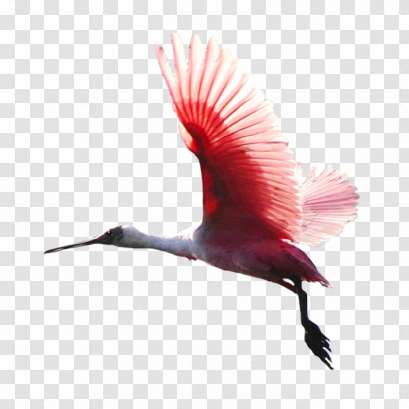 Feather - Ibis - Wildlife Hummingbird Transparent PNG