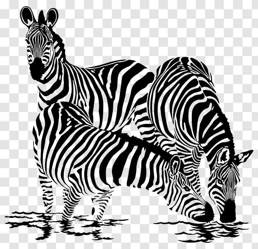 Drawing Vector Graphics Royalty-free Illustration Clip Art - Water - Zebra Transparent PNG