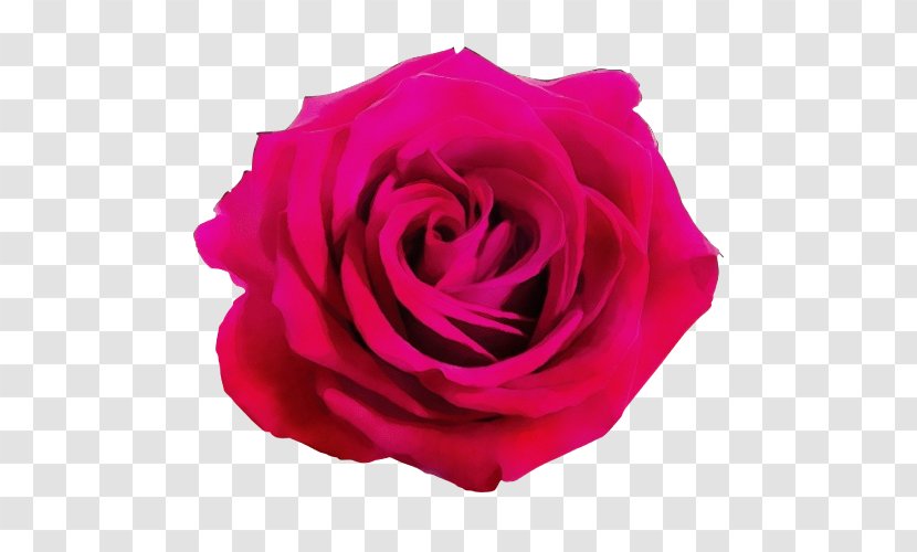 Pink Flower Cartoon - Rose Order - Artificial Annual Plant Transparent PNG