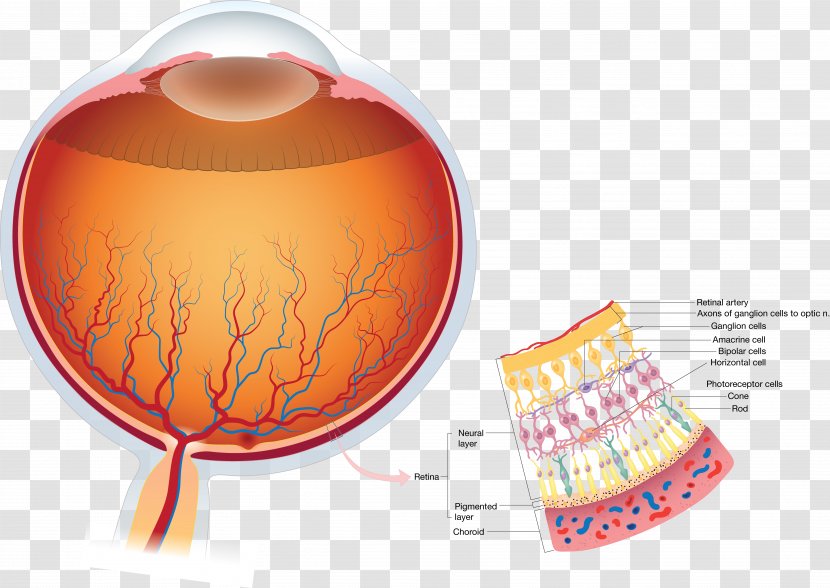 Retina Human Eye Anatomy Visual Perception - Tree Transparent PNG
