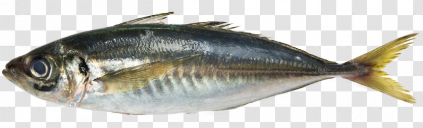 Fish Seafood Japanese Horse Mackerel Atlantic - King Transparent PNG