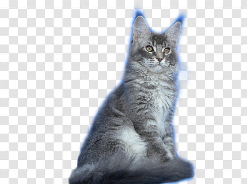 Maine Coon Nebelung Norwegian Forest Cat Ragamuffin Javanese - Claw Transparent PNG