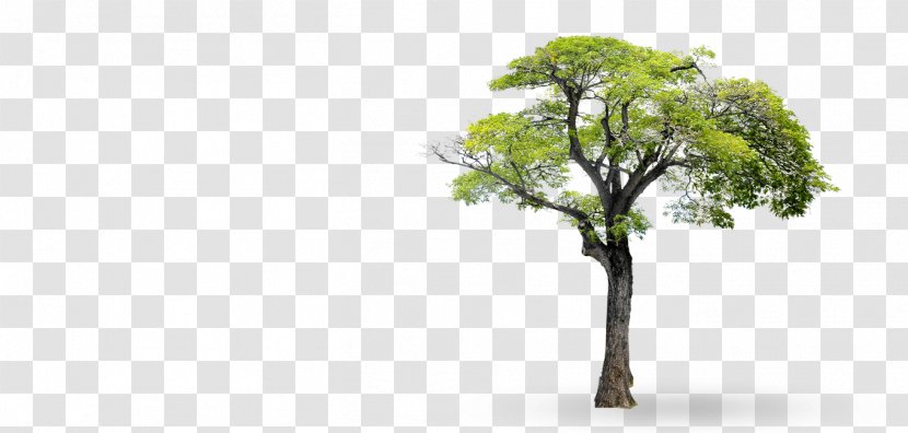 Tree Branch Clip Art - Drawing - Two-eleven Came Transparent PNG