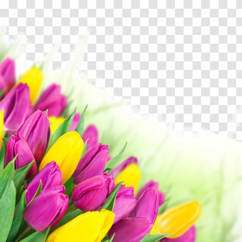 Tulip Flower Bouquet Pink Wallpaper - Close Up - Beautiful Flowers Transparent PNG