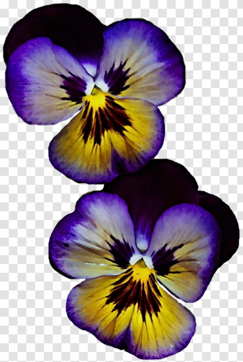Flowering Plant Flower Wild Pansy Violet Petal - Family - Purple Transparent PNG