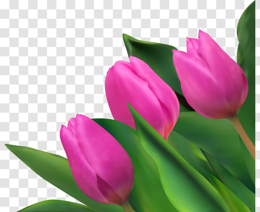 Tulip Purple Flower - Lily Family - Tulips Transparent PNG
