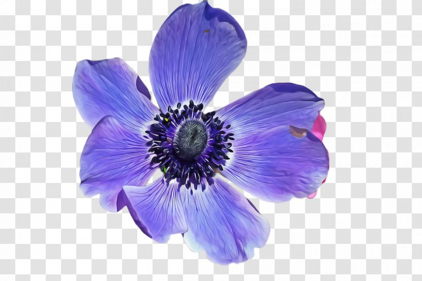 Flower Petal Blue Purple Violet - Delphinium - Family Transparent PNG