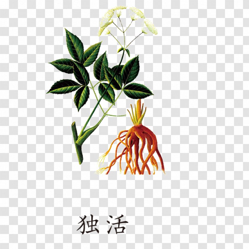 Female Ginseng Angelica Dahurica Archangelica Extract Traditional Chinese Medicine - Pharmaceutical Drug Transparent PNG