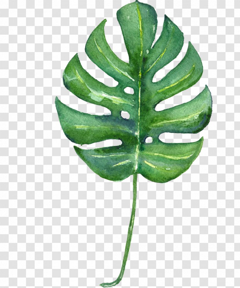 Swiss Cheese Plant Tropics Leaf Watercolor Painting Printmaking - Stem - Tropical Transparent PNG