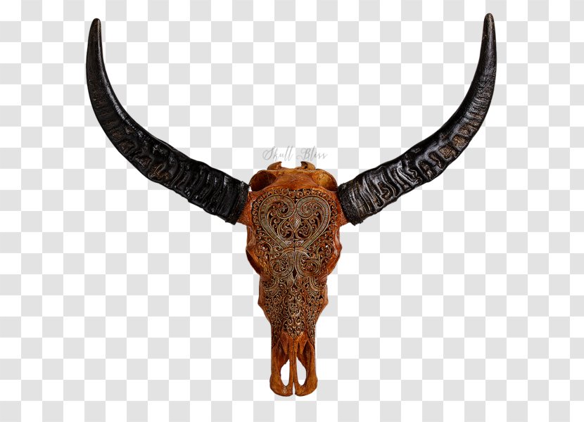 Animal Skulls Cattle Horn - American Bison - Skull Transparent PNG