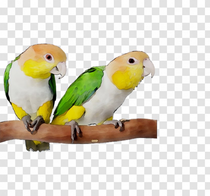 Lovebird Parakeet Pet Feather Beak - Vertebrate Transparent PNG