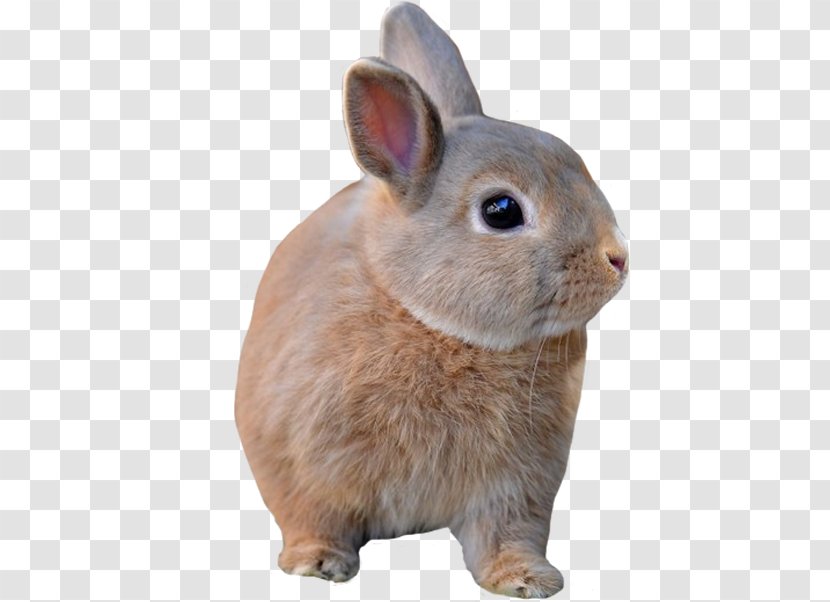 Domestic Rabbit Hare Fur Whiskers - Website Builder Transparent PNG