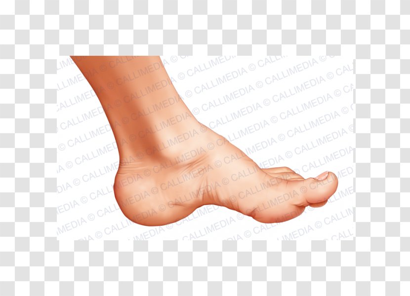 Acromegaly Thumb Foot Endocrinology Pituitary Gland - Watercolor - PIED Transparent PNG