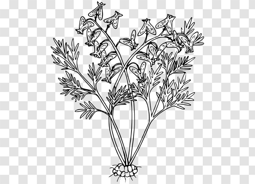 Black And White Line Art Floral Design Drawing Photography - Breeches Transparent PNG