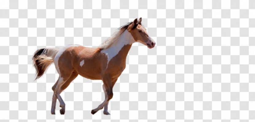 American Paint Horse Urdu Pony Dream - Saddle - Livestock Transparent PNG