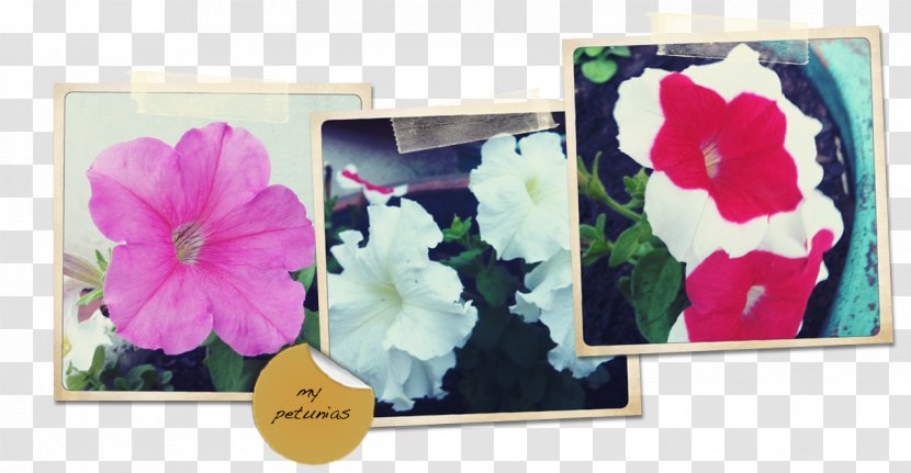 Floral Design Picture Frames Pink M Violet Transparent PNG