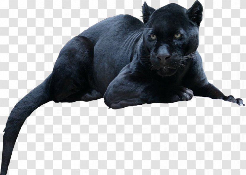 Black Panther Leopard Jaguar Cat Tiger - Fur Transparent PNG