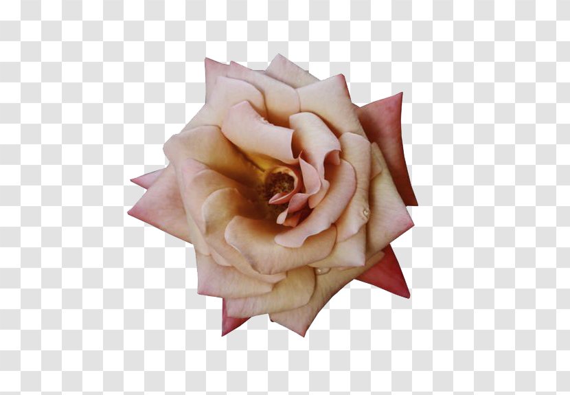 Rosa Chinensis Centifolia Roses Flower - Rose - Creative Transparent PNG