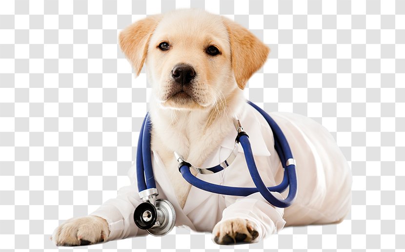 Dog Daycare Puppy Cat Veterinarian - Breed Transparent PNG