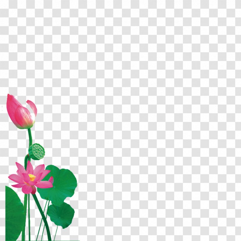 Nelumbo Nucifera Download - Floral Design - Lotus Creative Transparent PNG