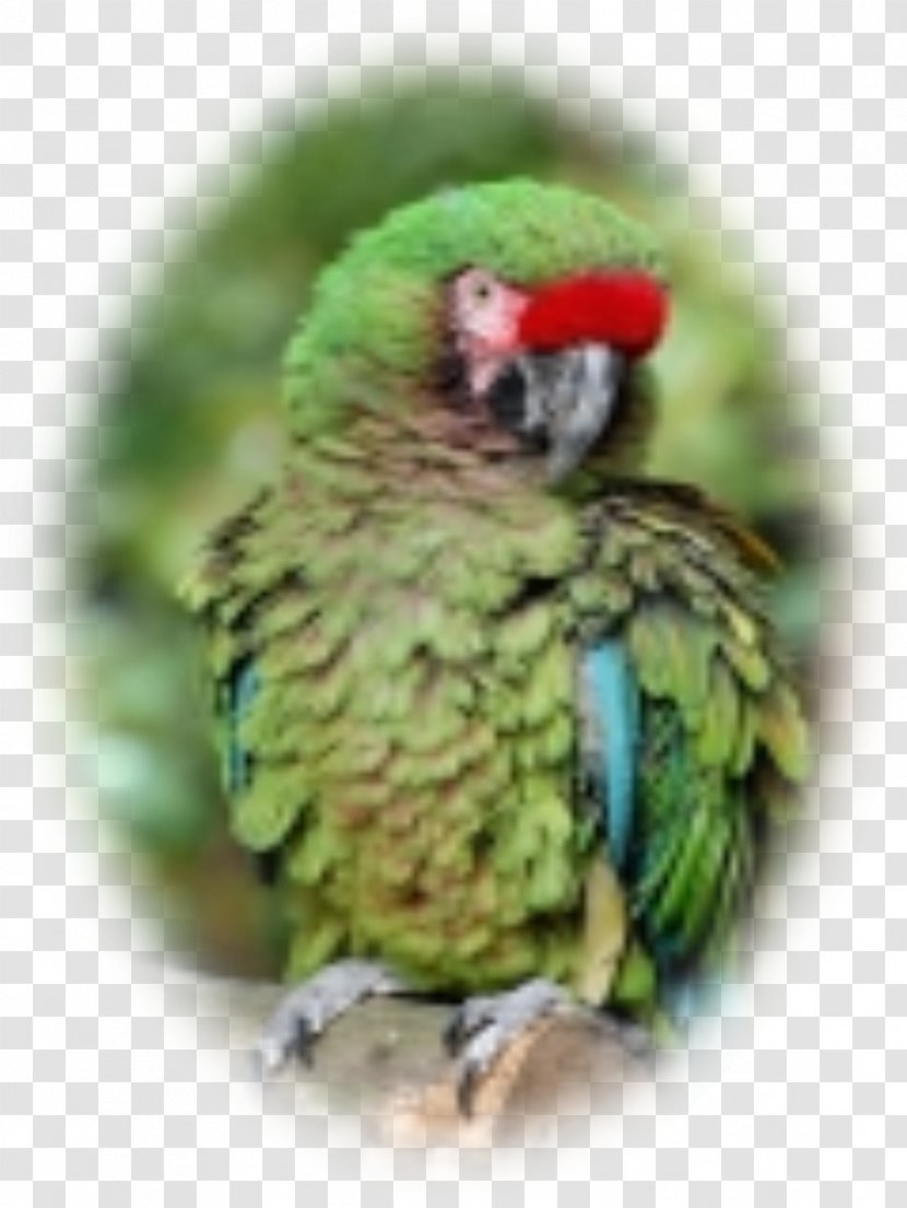 Budgerigar Lovebird Macaw Parakeet Beak - Feather Transparent PNG