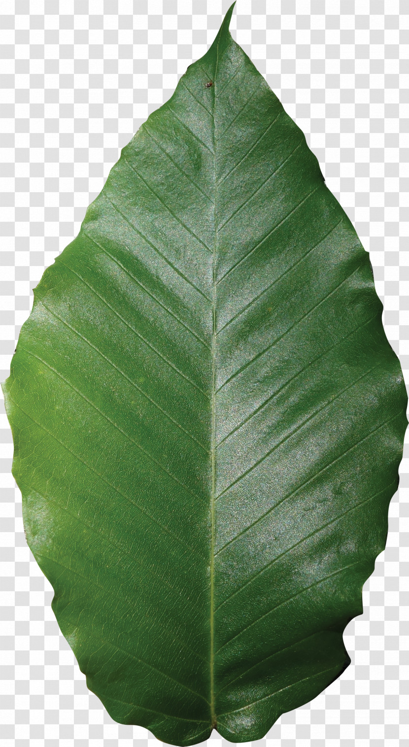 Banana Leaf Transparent PNG