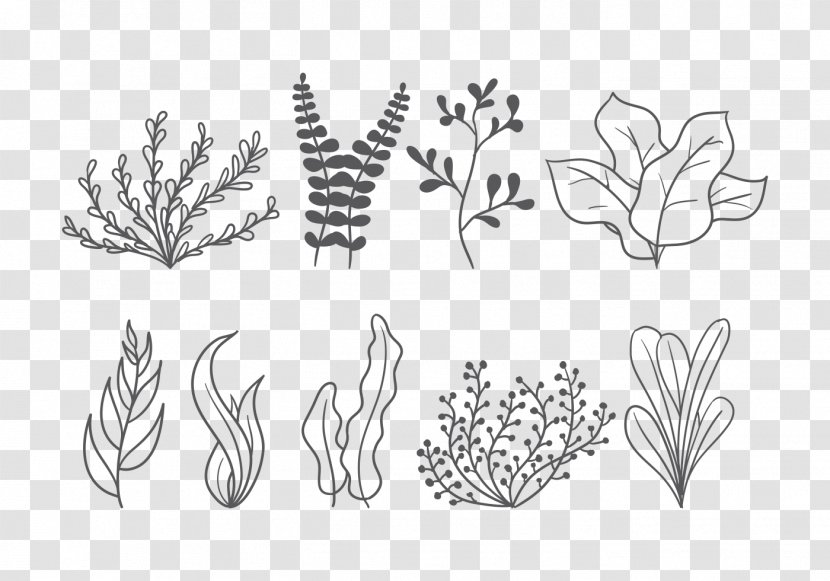 Drawing Visual Arts - Organism - Seaweed Vector Transparent PNG