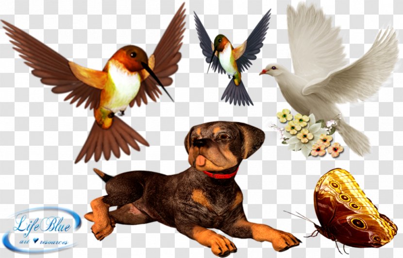 Bird Clip Art - Dog - Cute Animals Transparent PNG