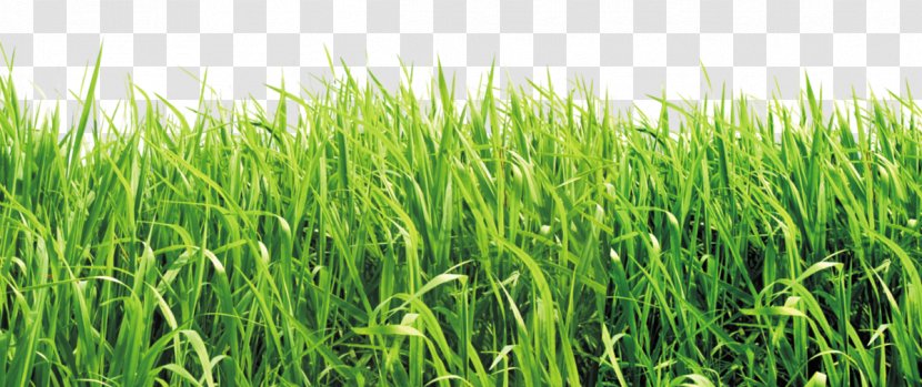 United States Spelling School Lawn Book - Crop - Green Grass Material Transparent PNG