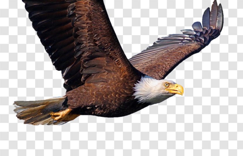 Bald Eagle Bird Desktop Wallpaper Common Starling - Sea Transparent PNG