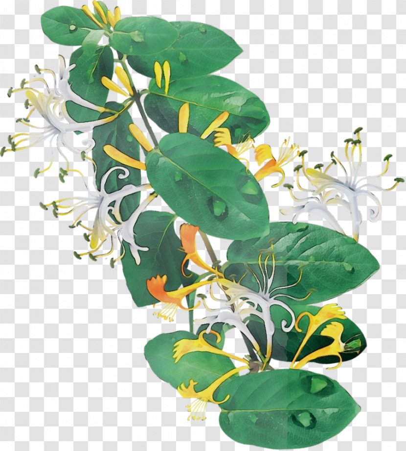 Flower Plant Leaf Japanese Honeysuckle Houseplant - Family Transparent PNG