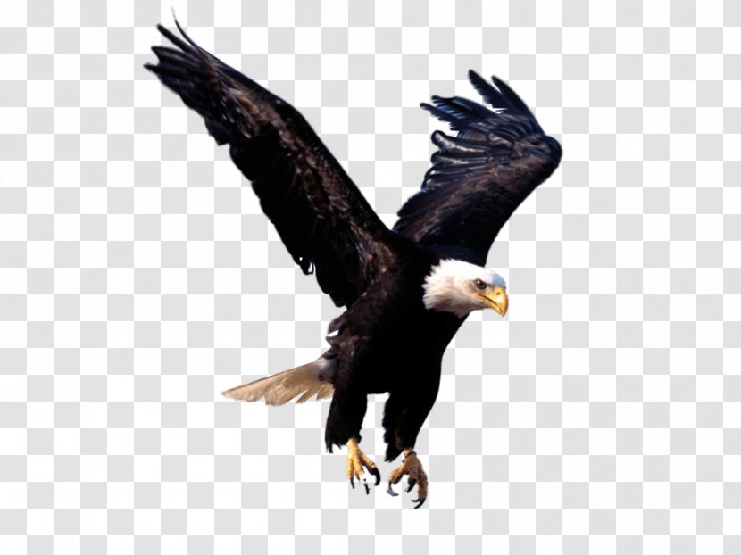 Bald Eagle - Wing - Image Download Transparent PNG
